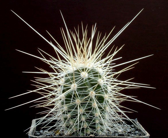 Echinocereus_nicholii